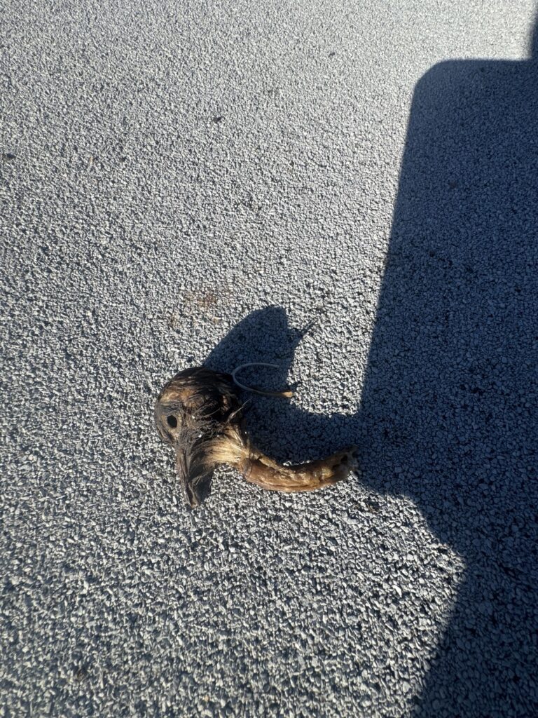 Bird head found separately on the roofing during the same Lake Havasu bird-proofing job