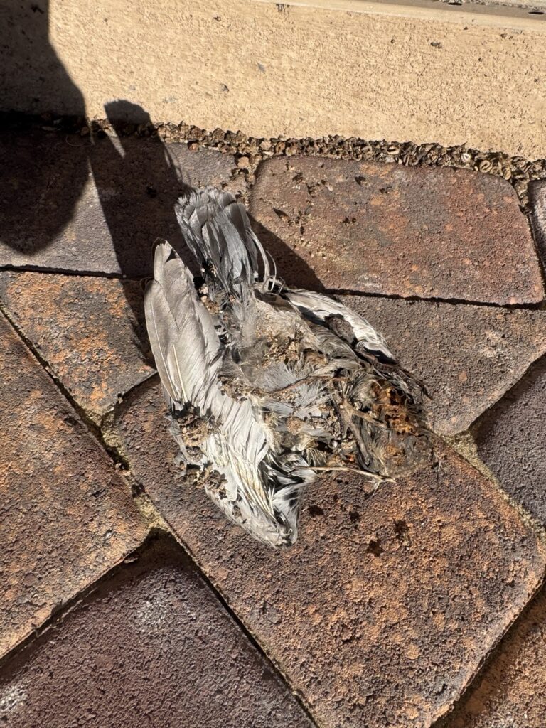 Dead bird with its head missing found on the roof during a PJ Solar bird-proofing job
