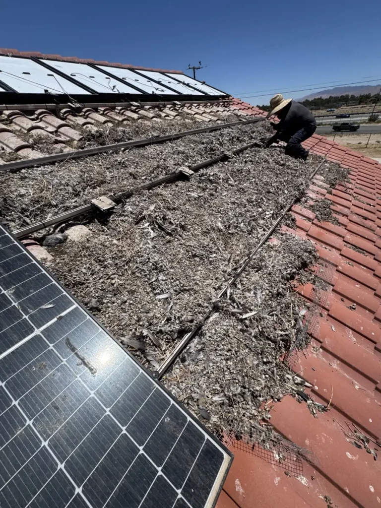 Lifted solar panels reveal heavy pigeon waste and nesting debris on the roof
