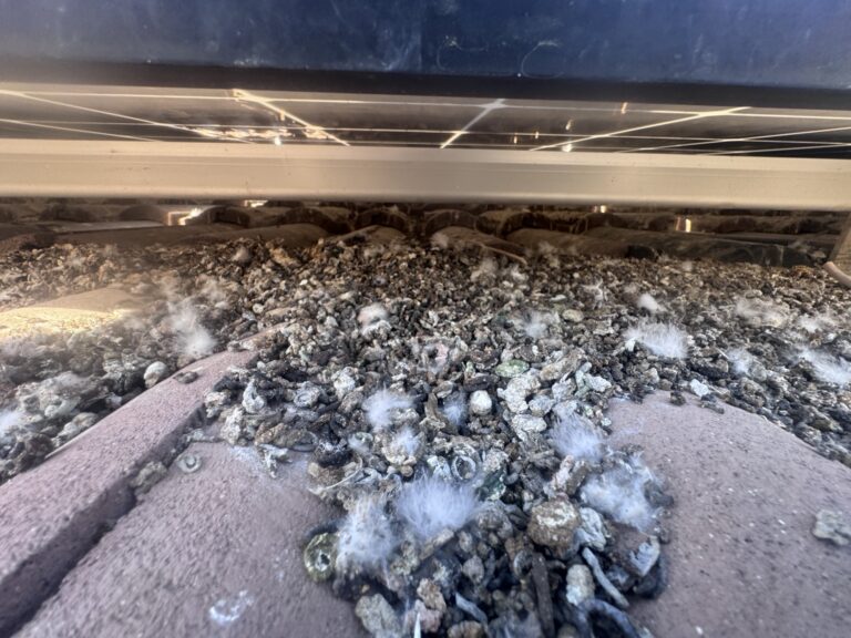 Pigeon droppings and feathers accumulated beneath solar panels