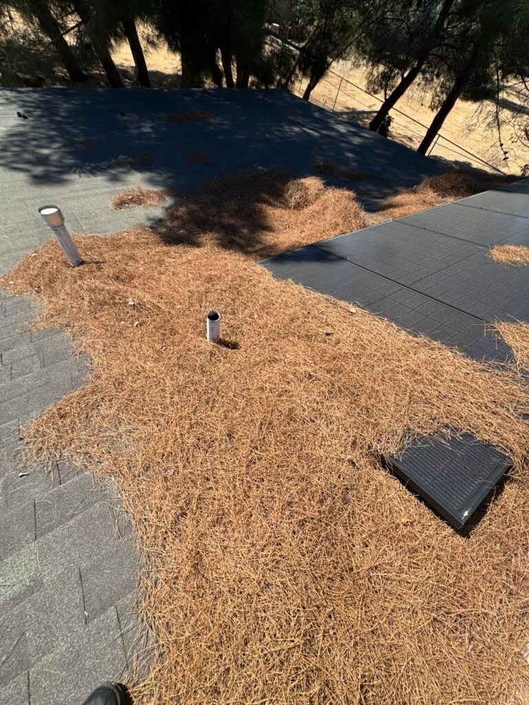 Heavy pine needle buildup around rooftop solar panels