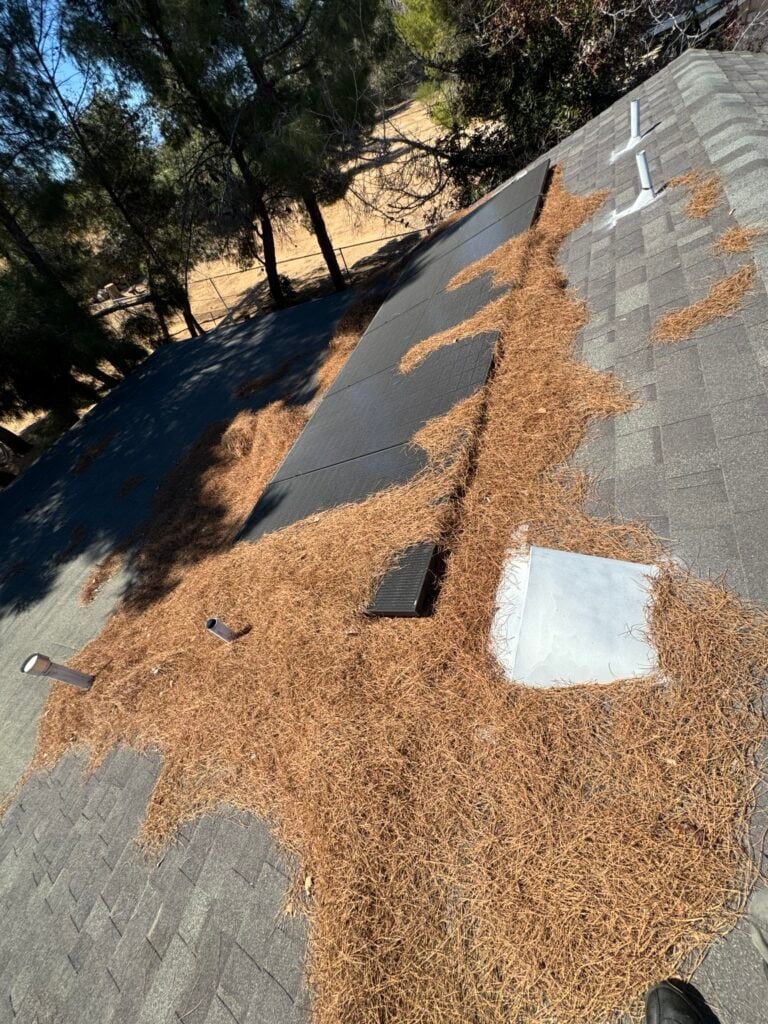 Pine needles covering a shingle roof beside solar panels