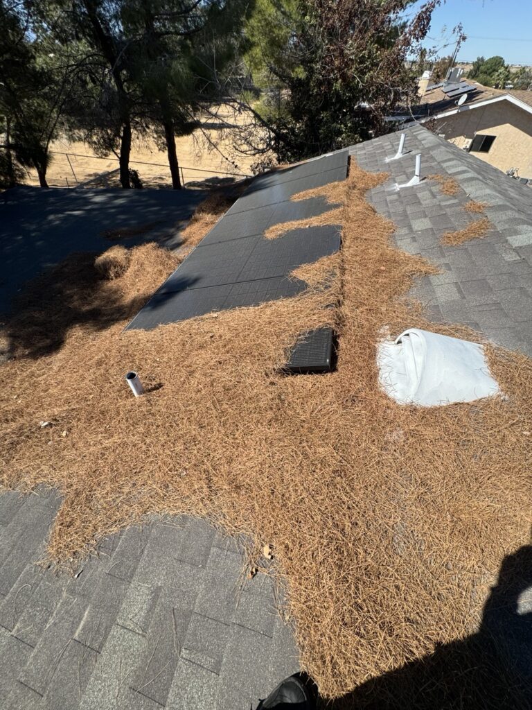 Wide view of pine needle accumulation around a solar array